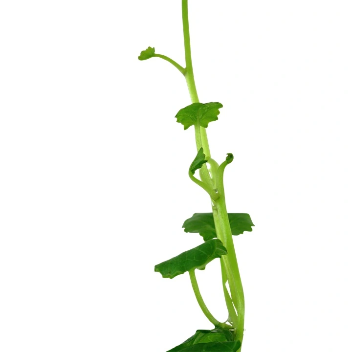 Tropica Akvarieplante i potte Cardamine lyrata